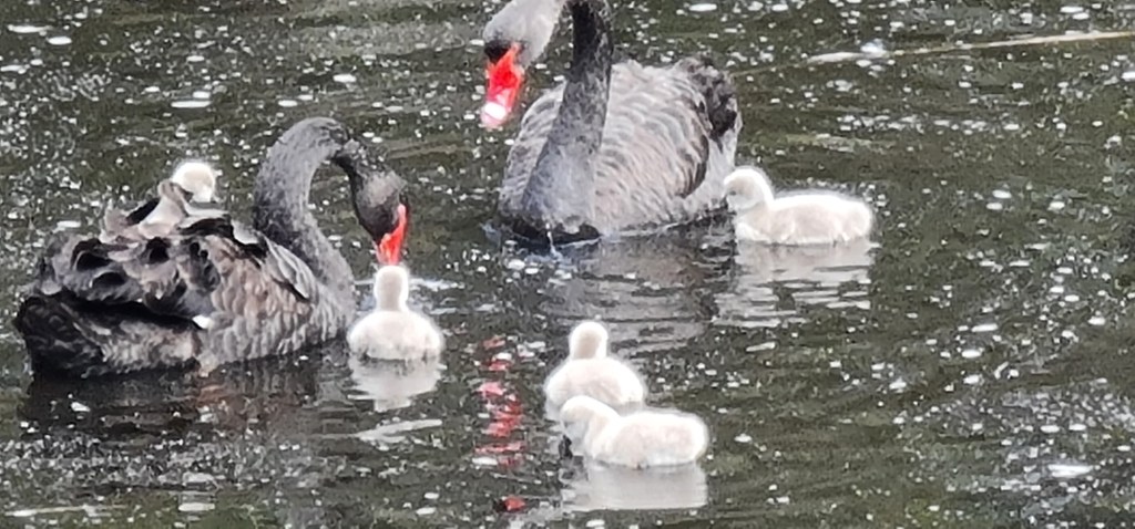 Welcome new residents and planting&nbsp;update